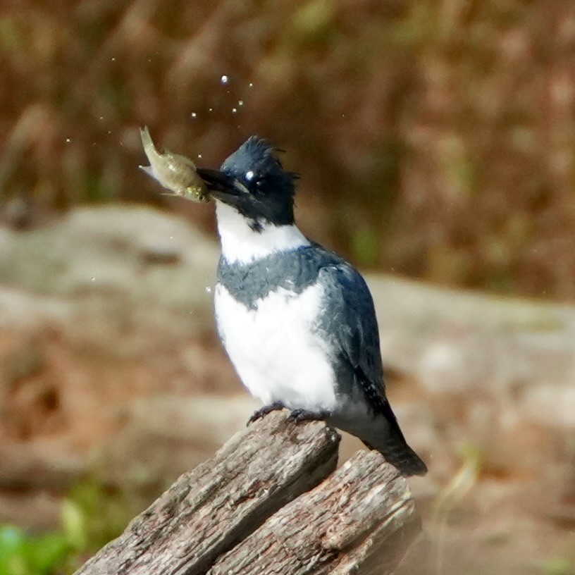 שלדג אמריקני - ML644662473