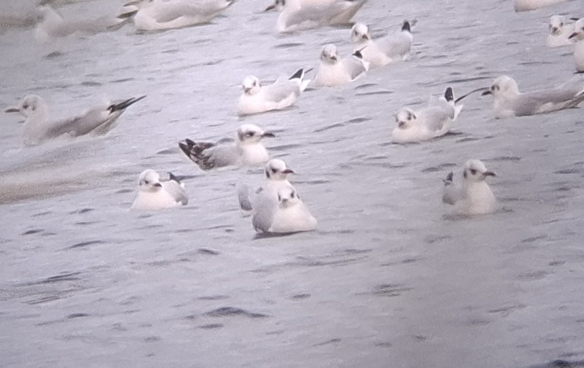 Mediterranean Gull - ML644662478