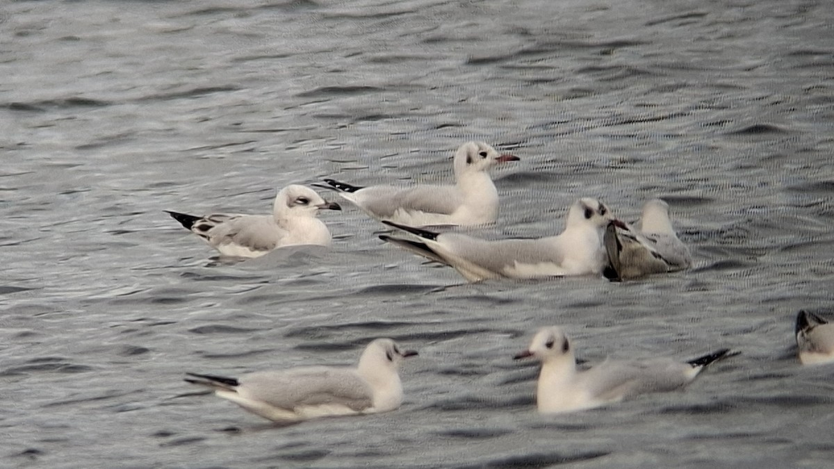 Mediterranean Gull - ML644662479