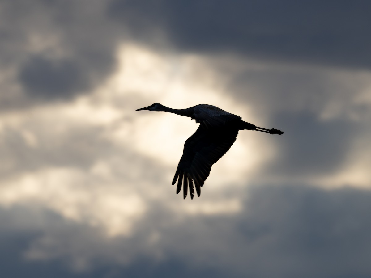 עגור קנדי - ML644662481