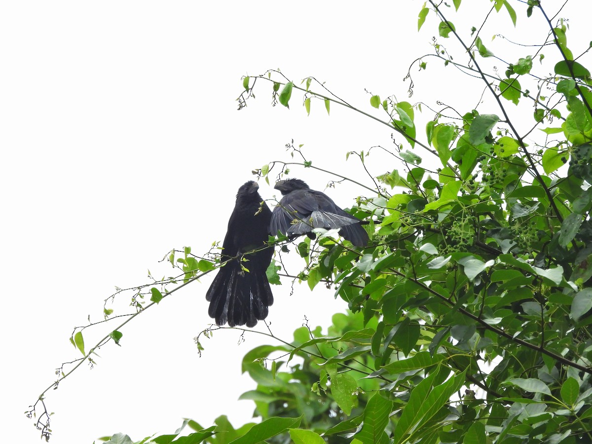 Groove-billed Ani - ML644662484