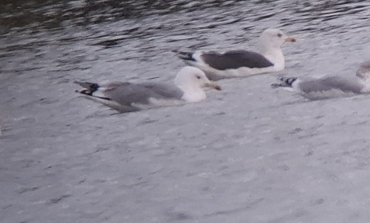 racek bělohlavý - ML644662487