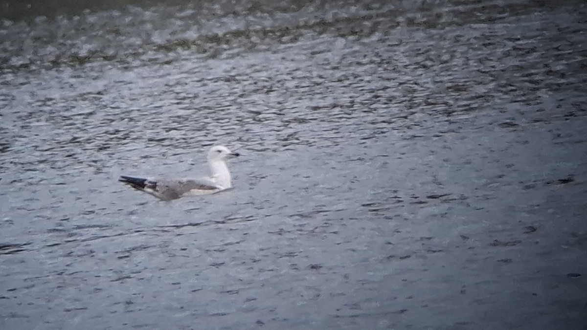 racek bělohlavý - ML644662488