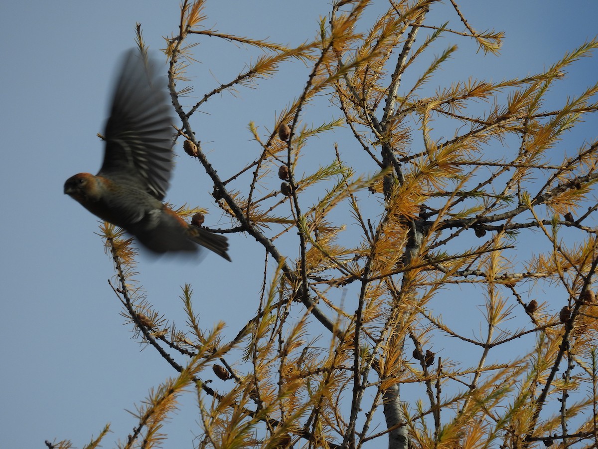 Pine Grosbeak - ML644662490