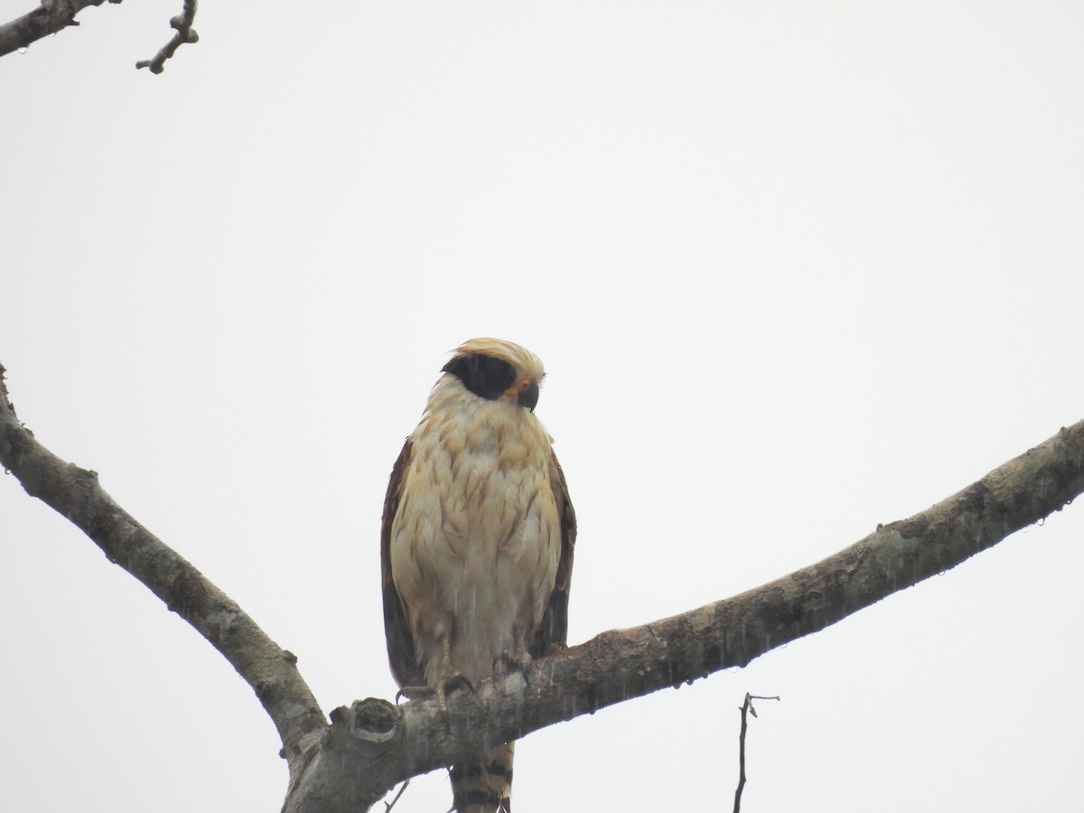 Laughing Falcon - ML644662492