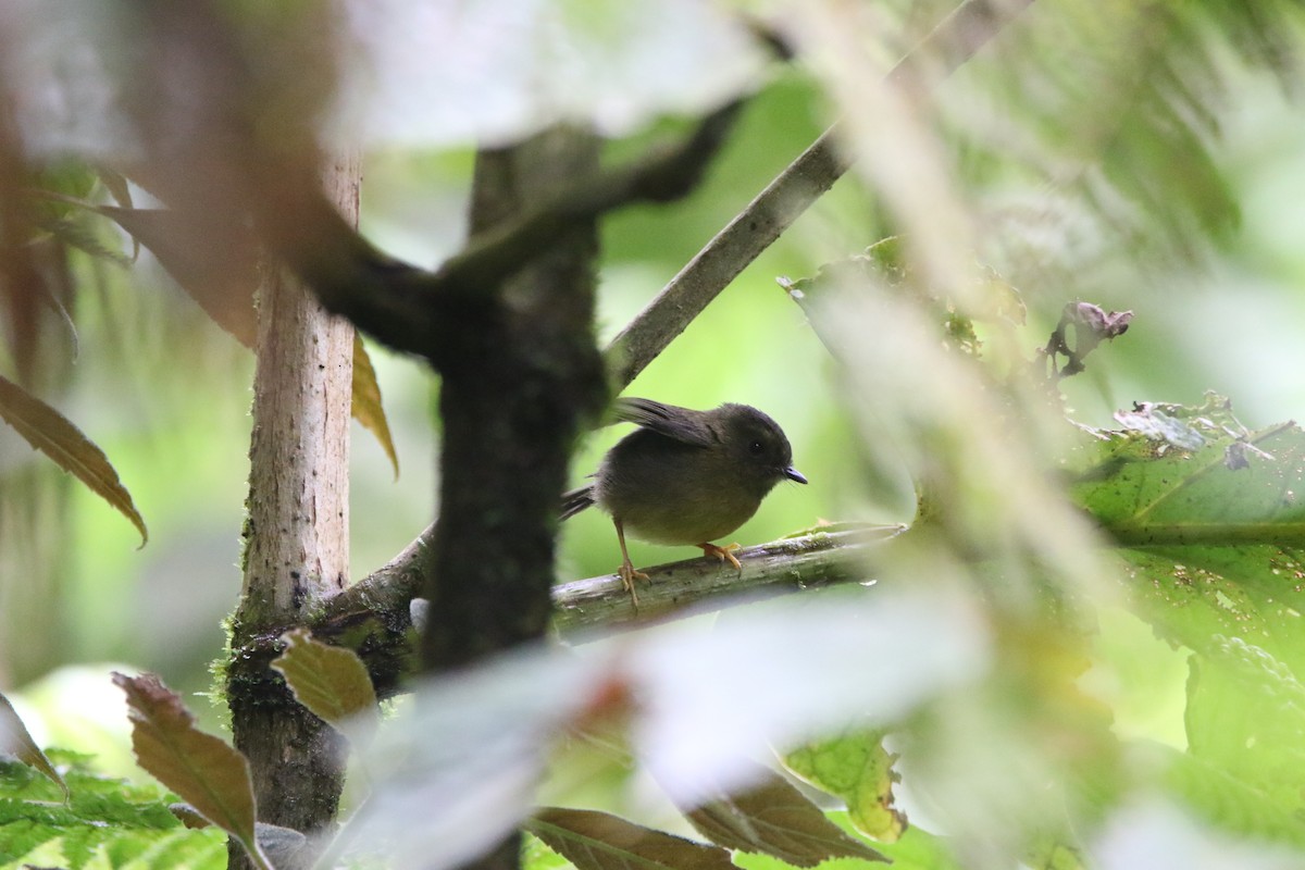 Bronze-olive Pygmy-Tyrant - ML644662494