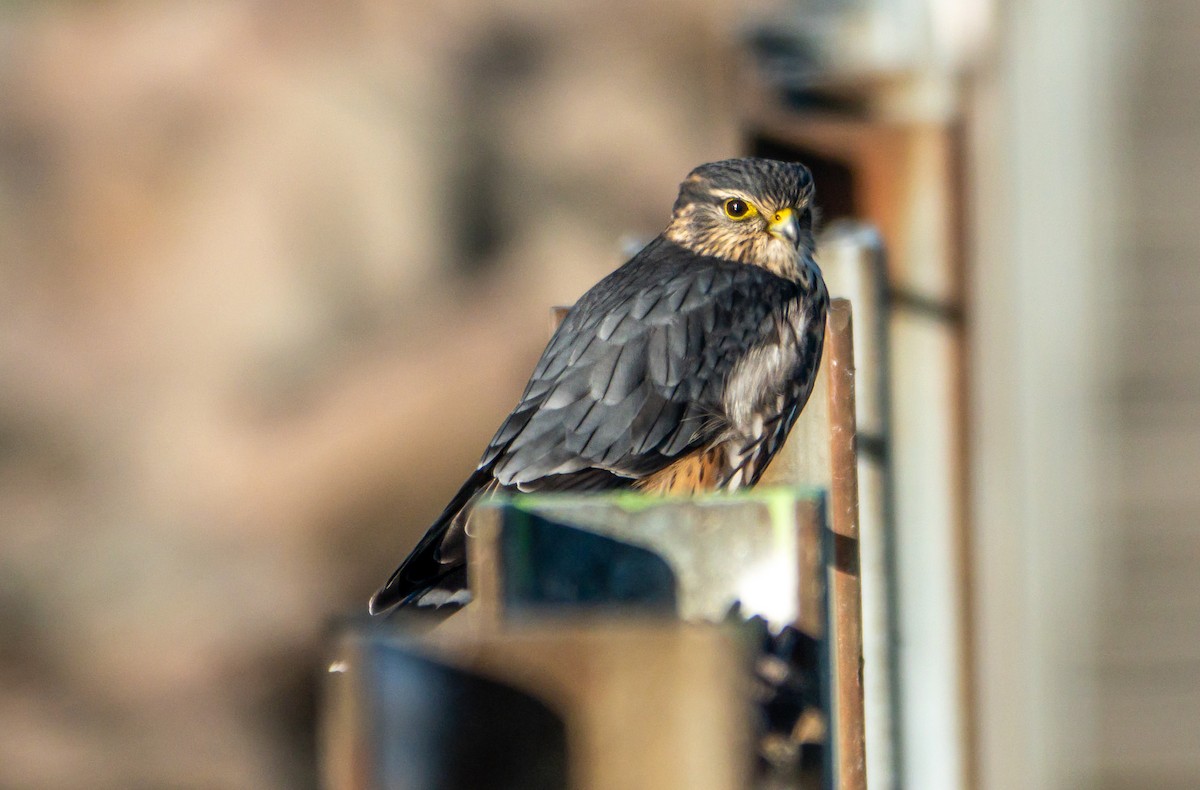 Merlin (Taiga) - ML644662498