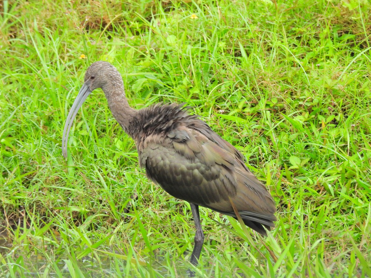 White-faced Ibis - ML644662501