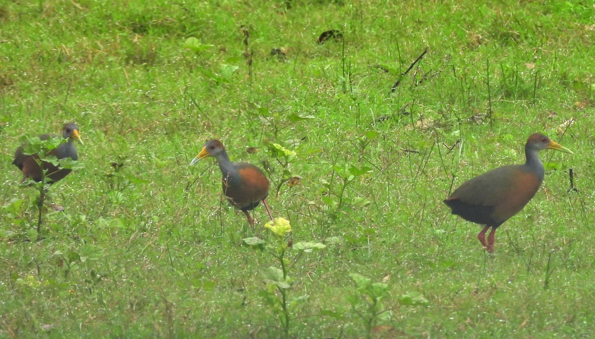 Russet-naped Wood-Rail - ML644662513