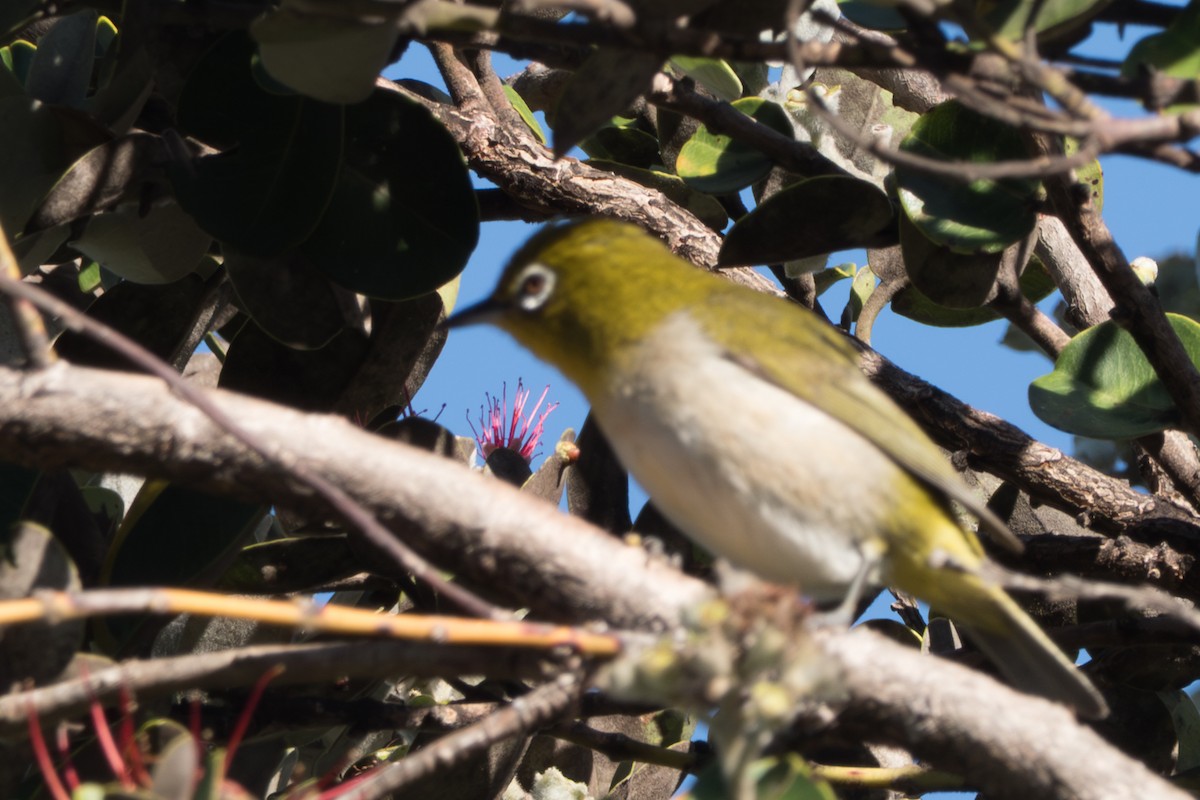 Zostérops du Japon - ML644662515