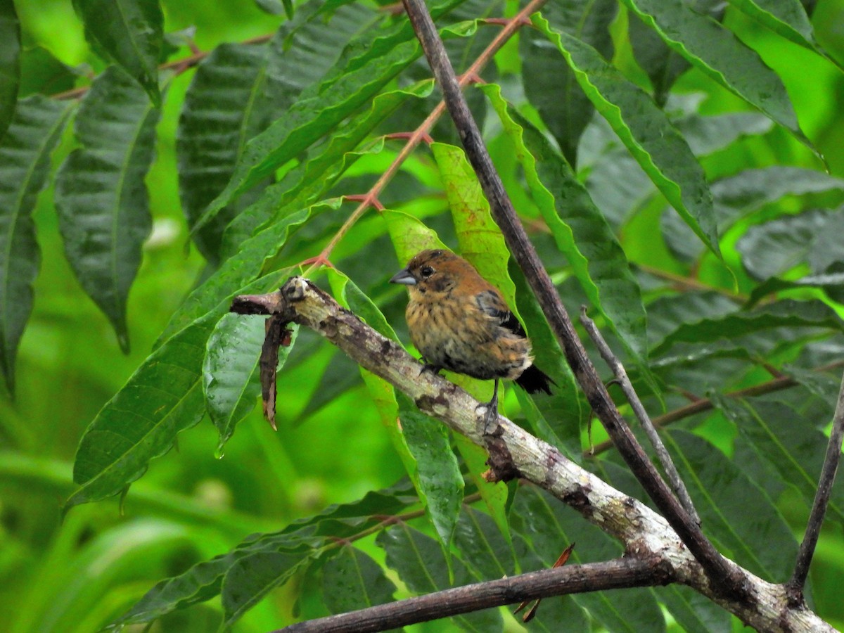 Blue-black Grassquit - ML644662519