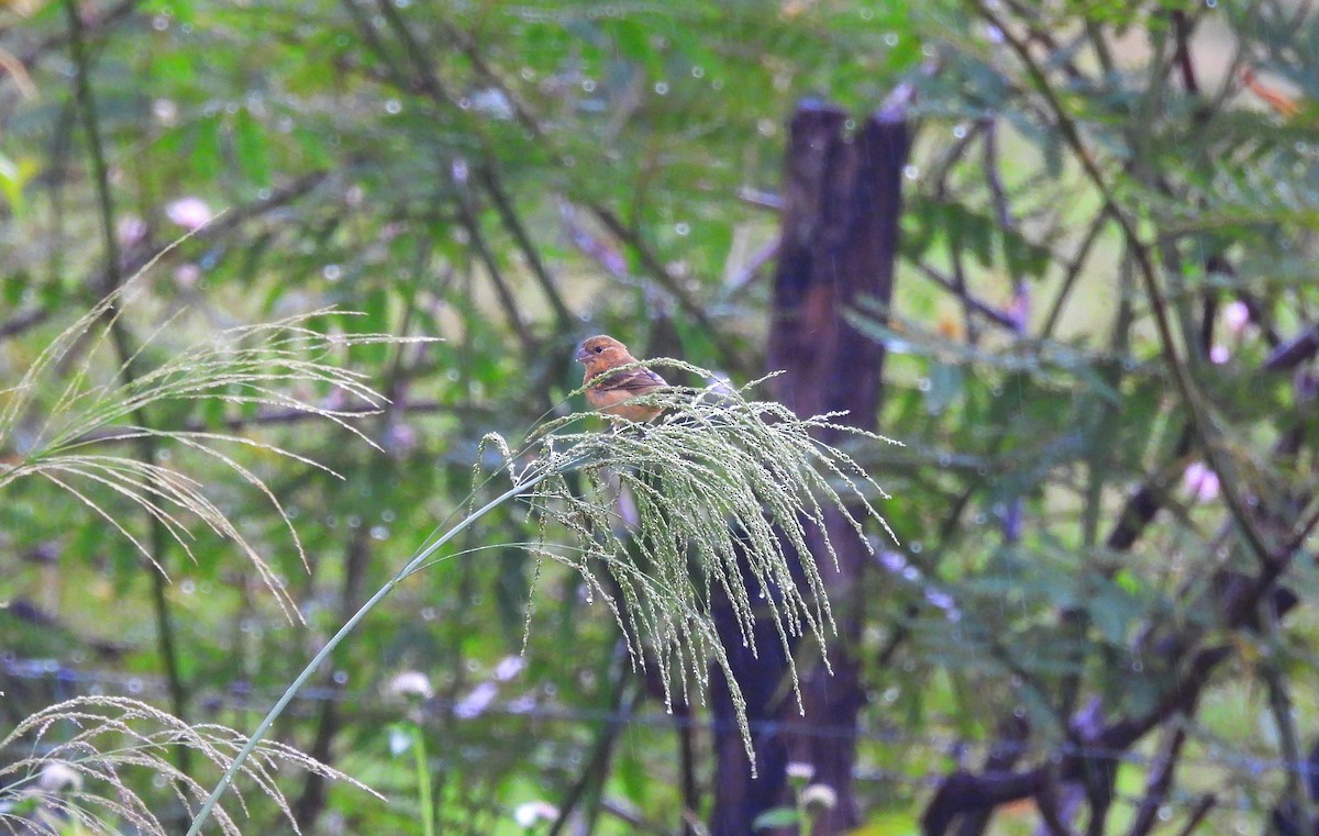 Morelet Tohumculu - ML644662521