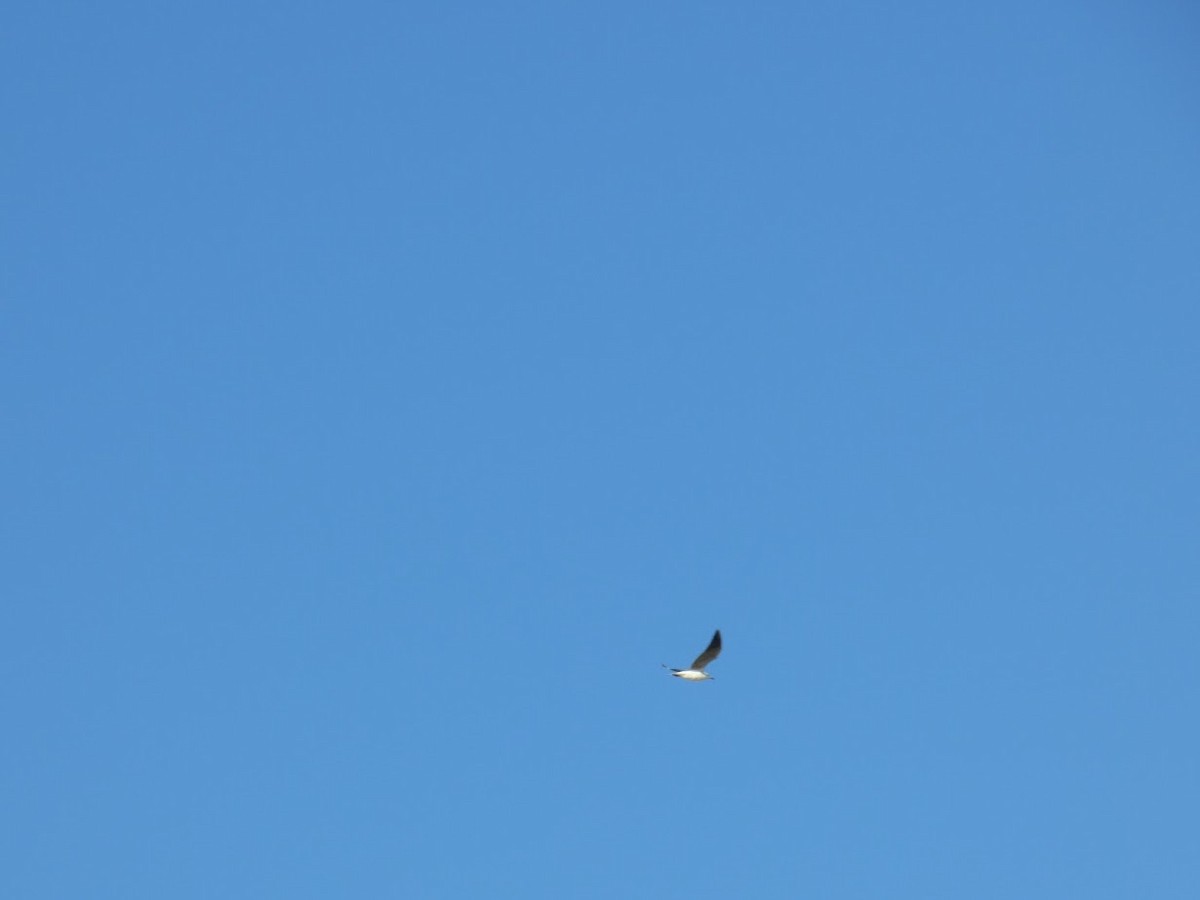 Мартин сіроголовий - ML644662523