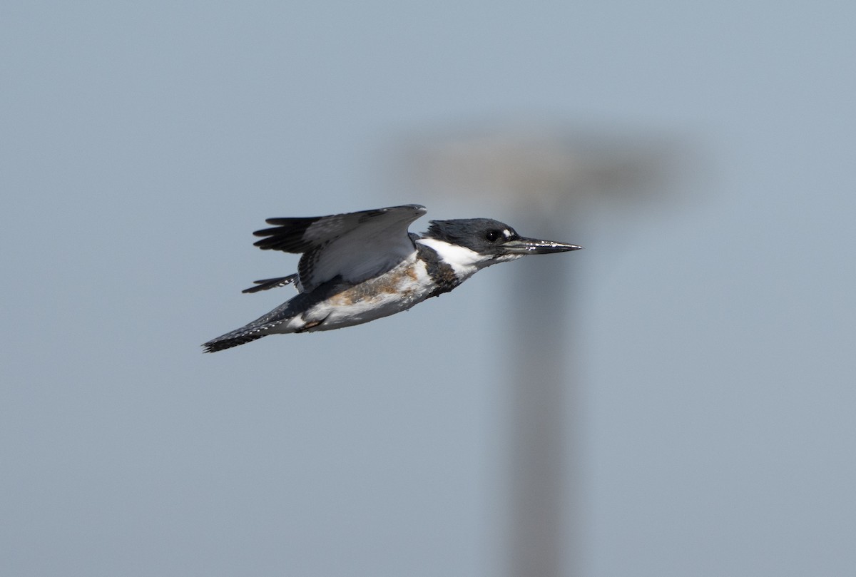 שלדג אמריקני - ML644662526