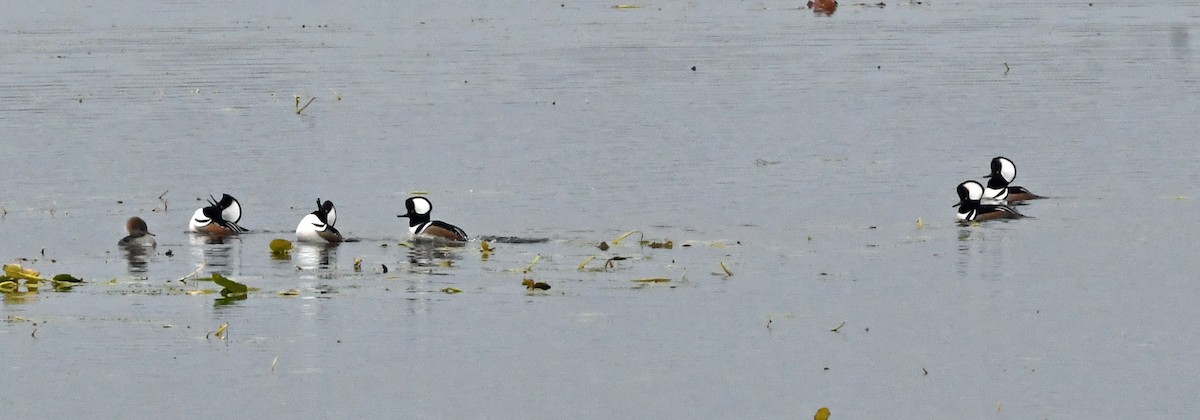 Hooded Merganser - ML644662532