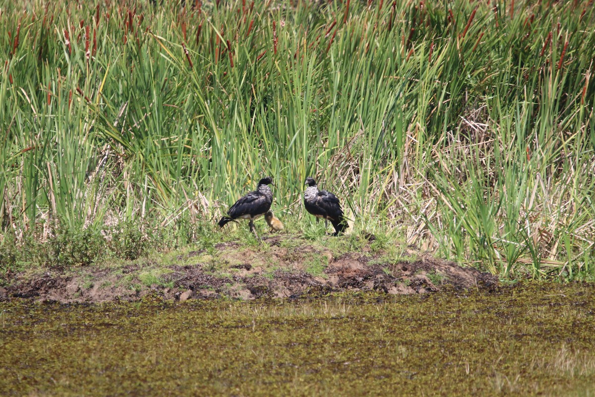 kamiš růžkatý - ML644662536