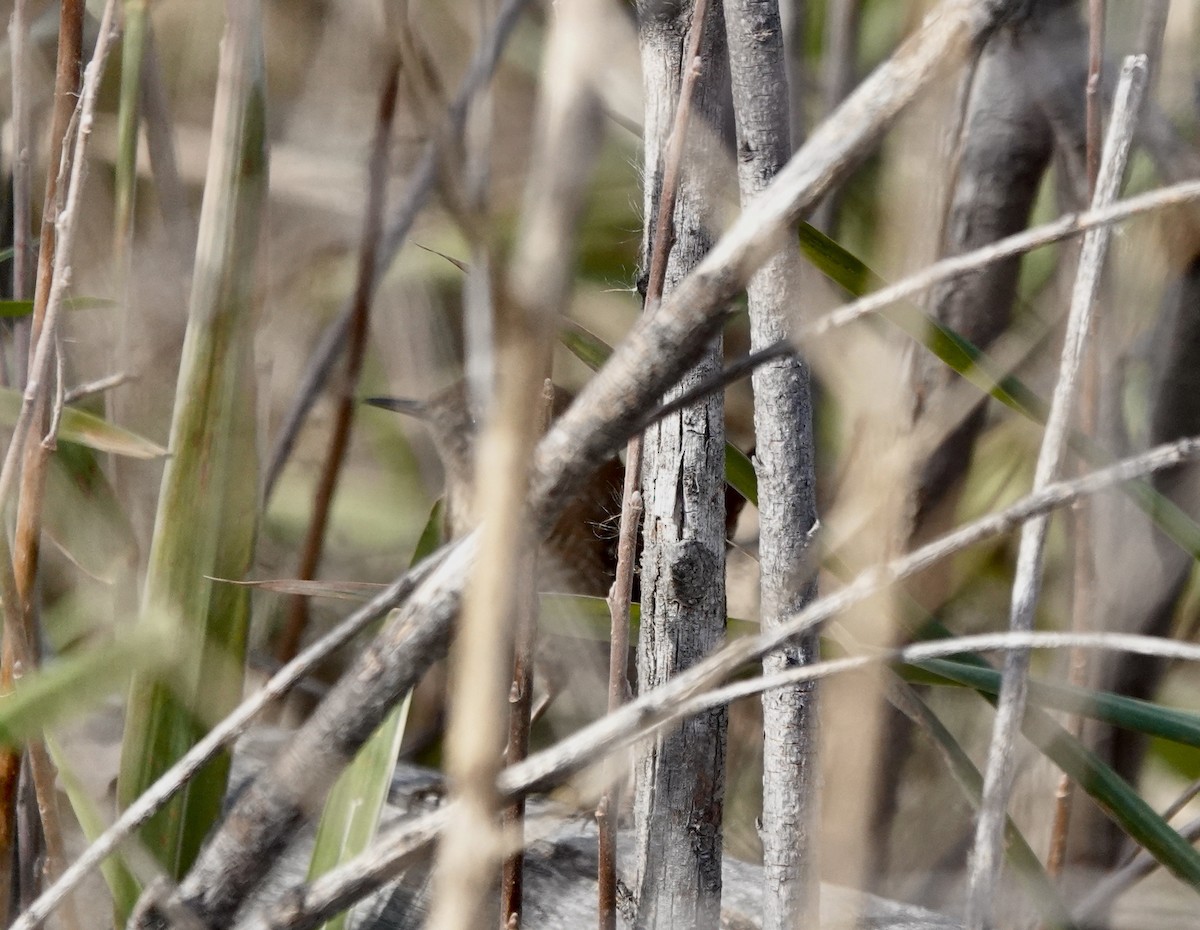 フユミソサザイ - ML644662537