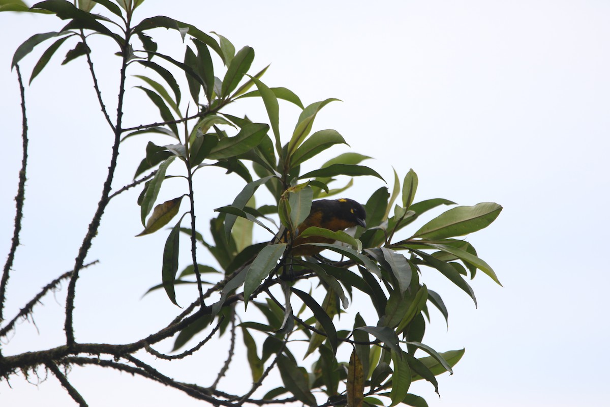 Tangara Lacrimosa - ML644662539