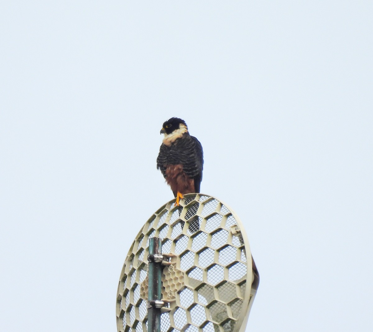 コウモリハヤブサ - ML644662542