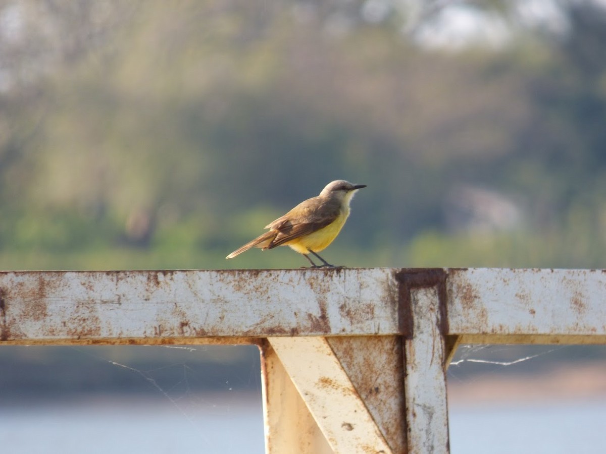 Tyran querelleur - ML644662545