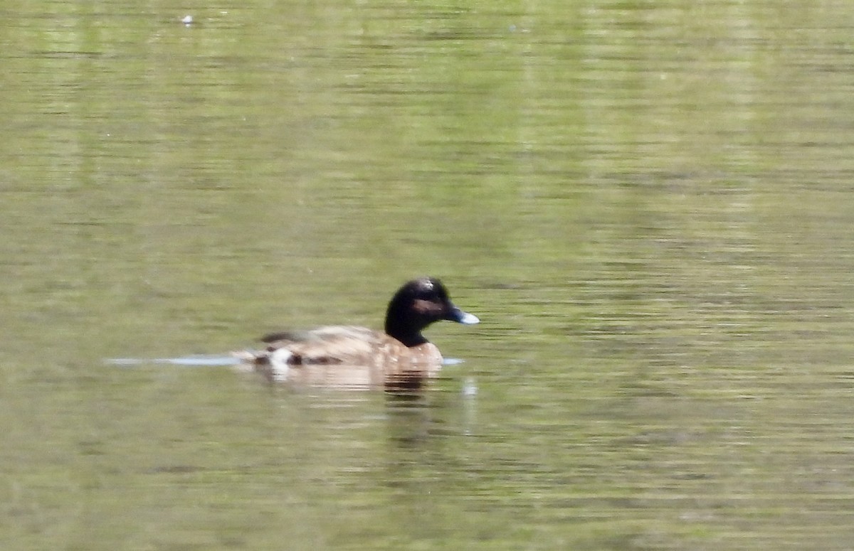 Hardhead - ML644662546