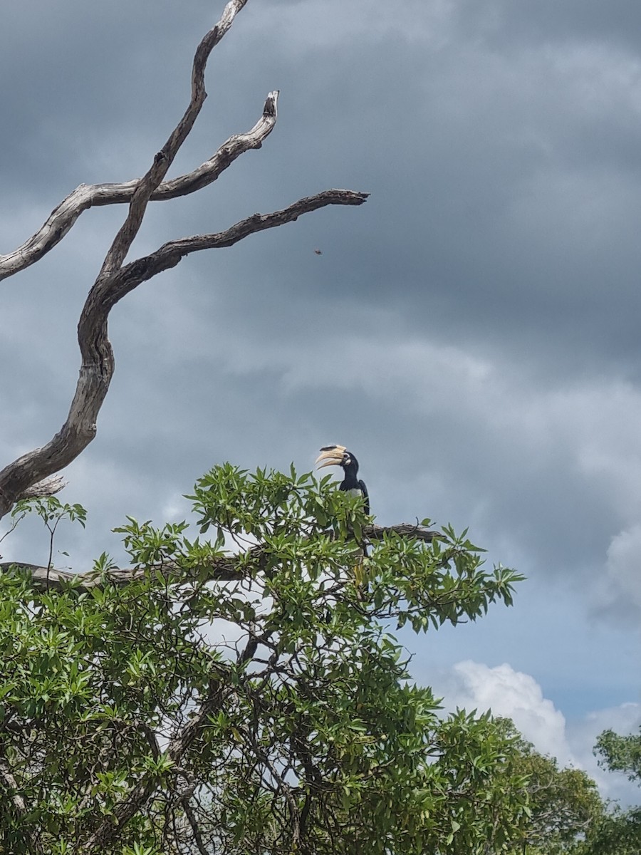 Cálao Coronado - ML644662549