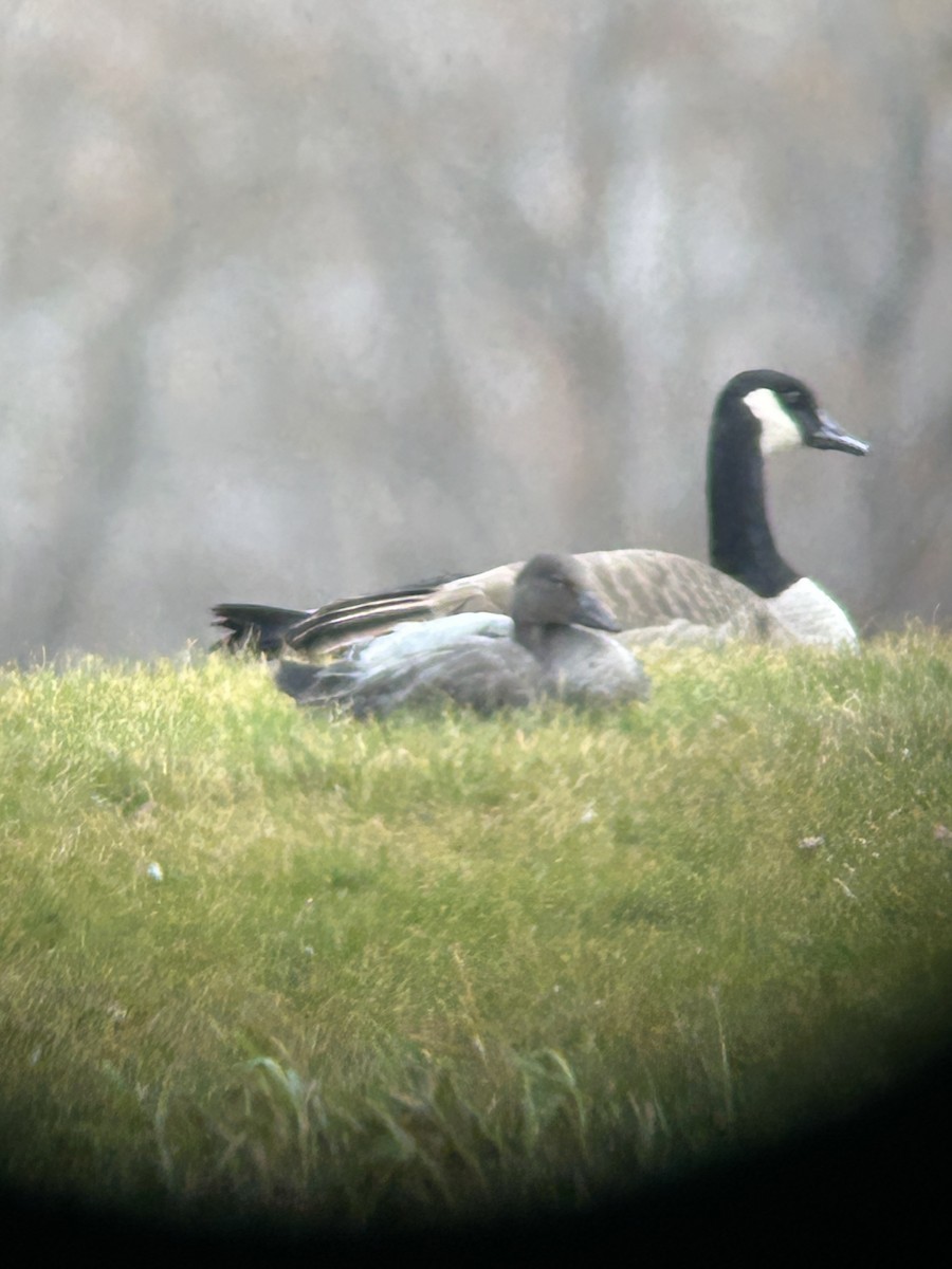 Snow Goose - ML644662550