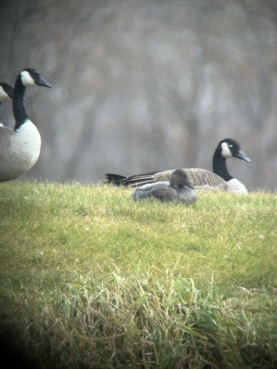 Snow Goose - ML644662551