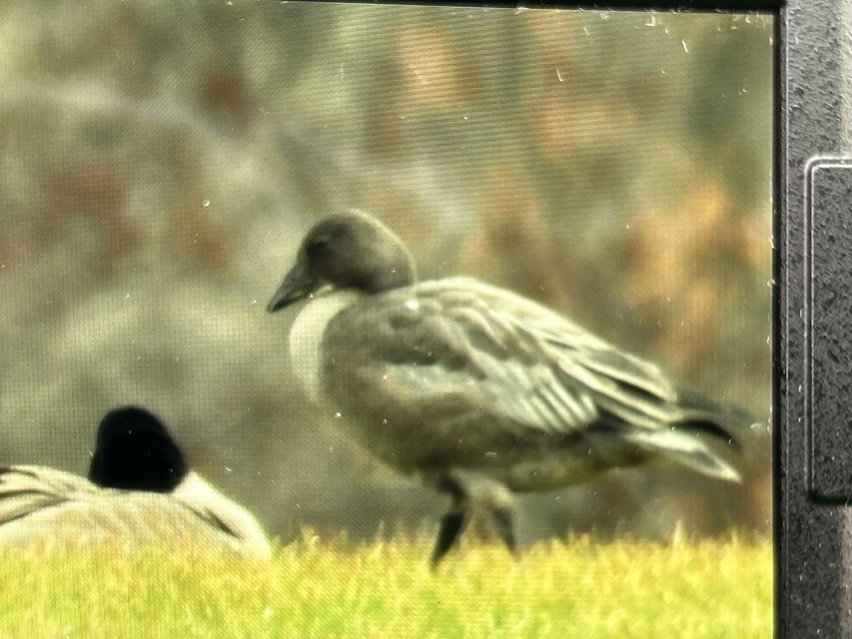 Snow Goose - ML644662552