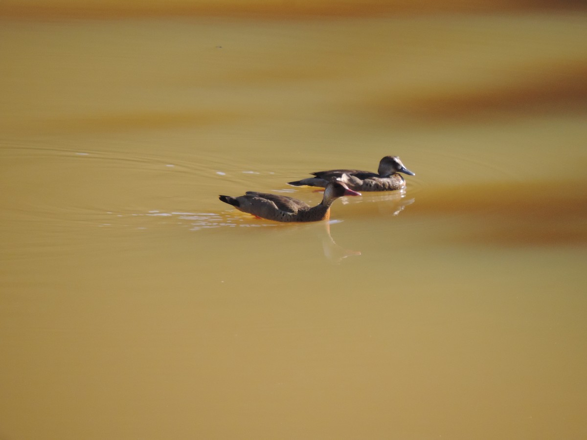 Brazilian Teal - ML644662561