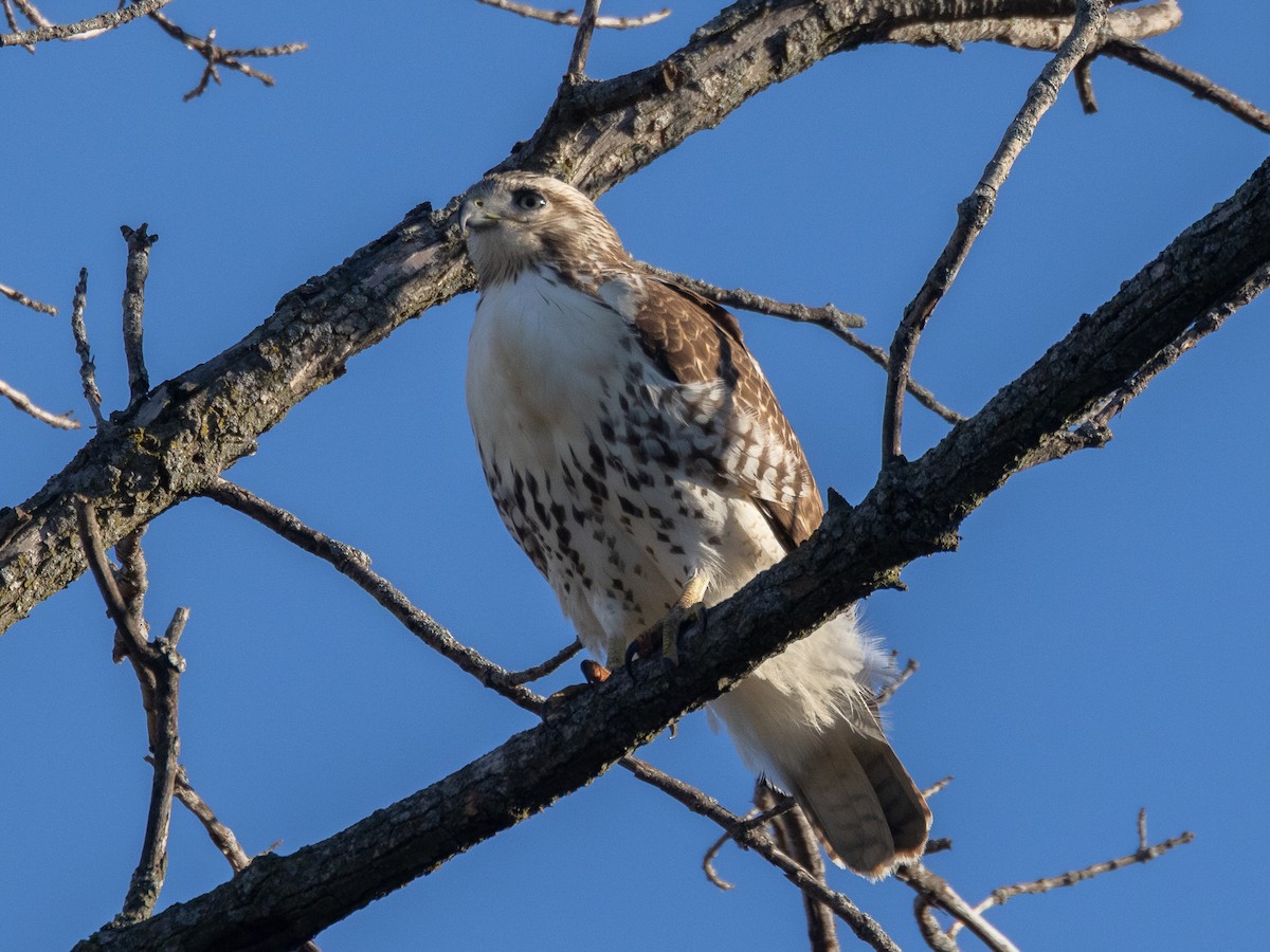 Red-tailed Hawk - ML644662568