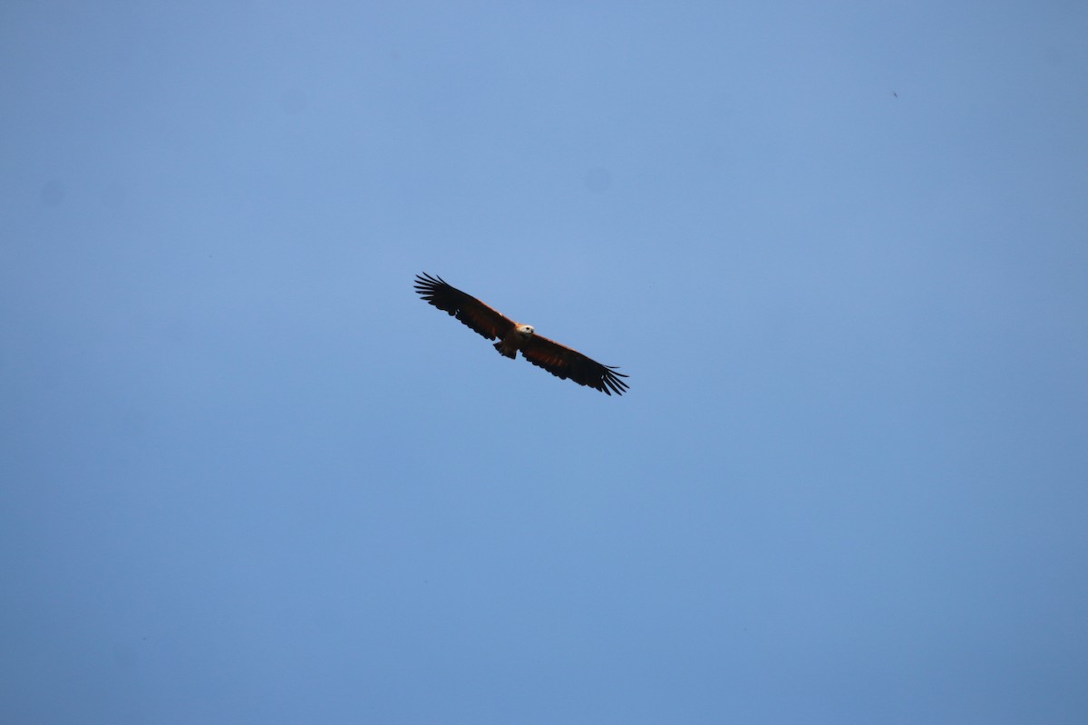 Black-collared Hawk - ML644662573