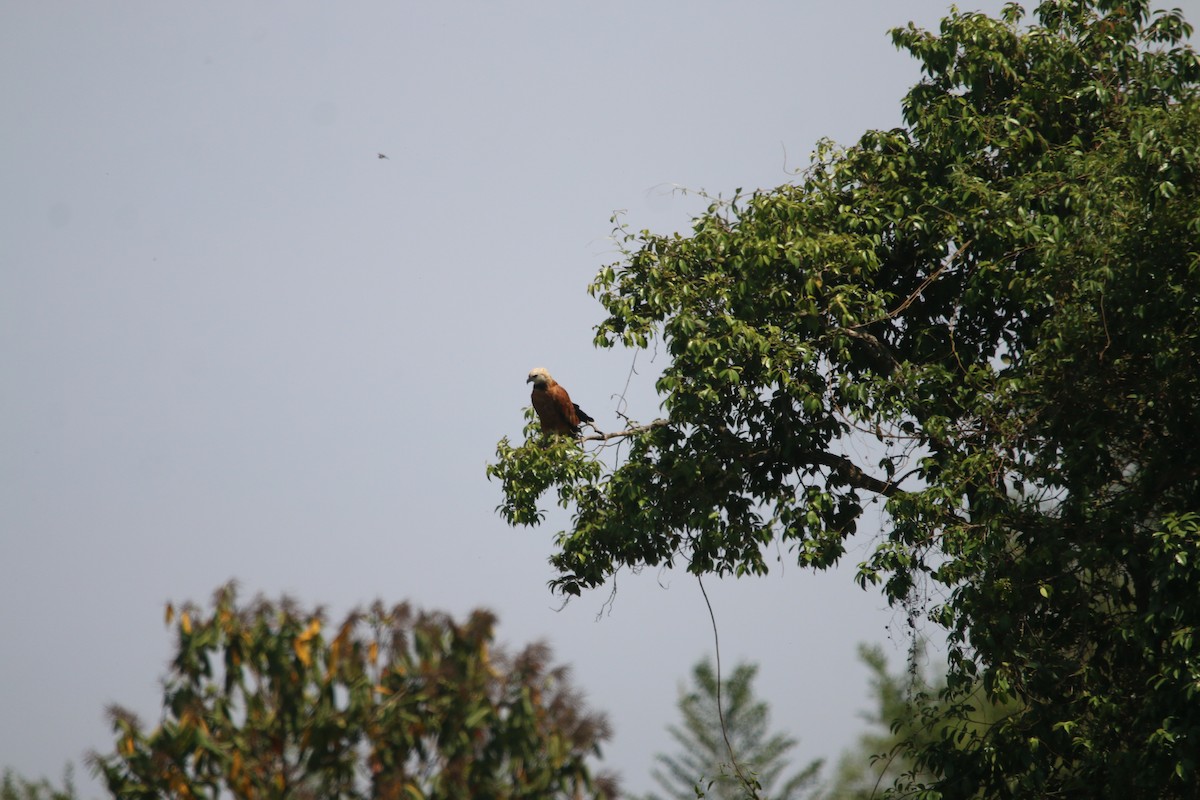 Black-collared Hawk - ML644662575