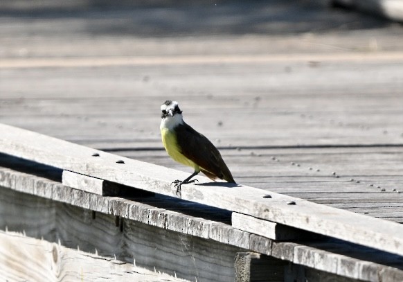 Büyük Kiskadi Tiranı - ML644662576