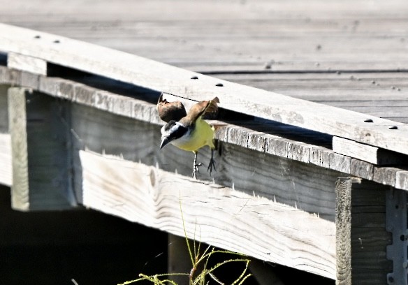 Büyük Kiskadi Tiranı - ML644662577