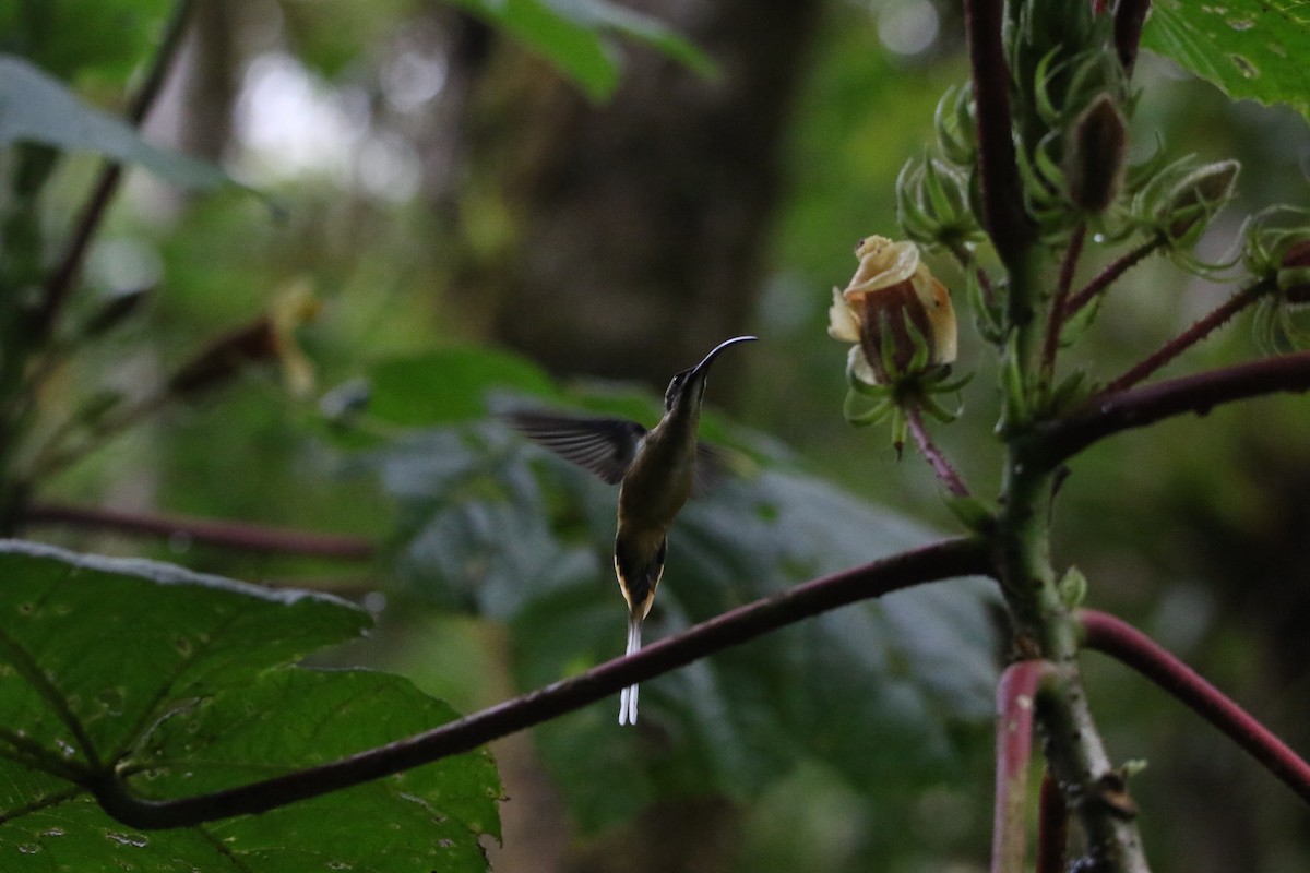 kolibřík dlouhoocasý - ML644662580