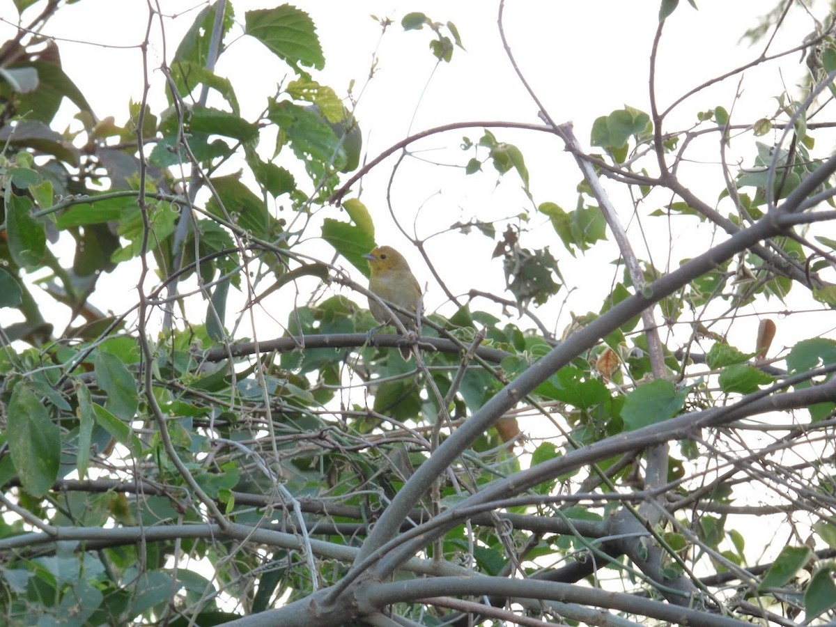Orange-headed Tanager - ML644662584