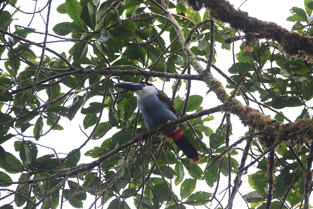 Black-billed Mountain-Toucan - ML644662590