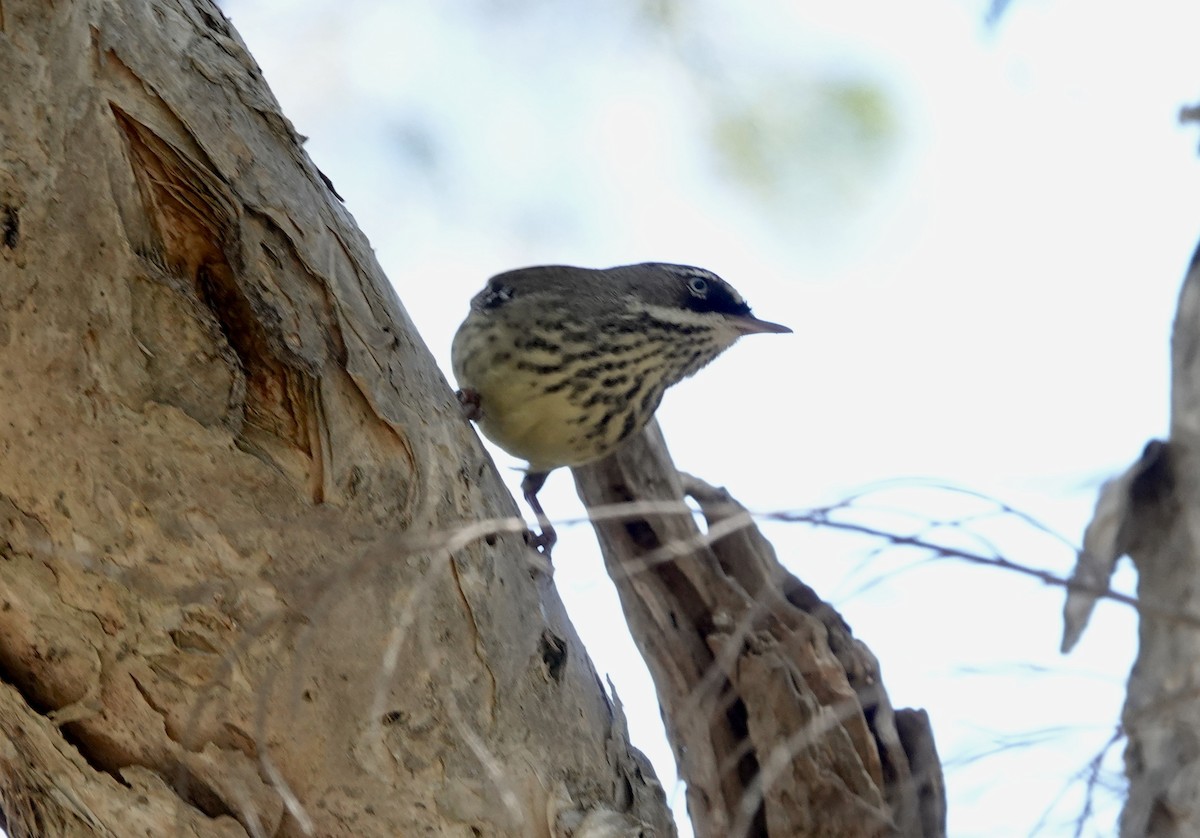 Benekli Serikornis - ML644662592