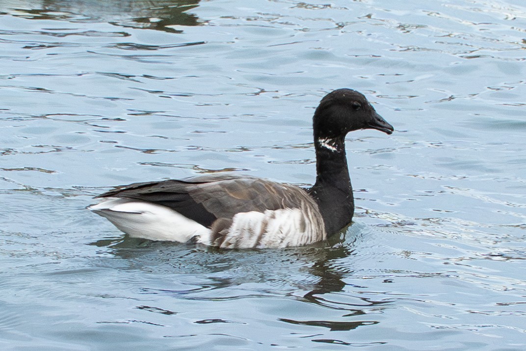 ringgås - ML644662601