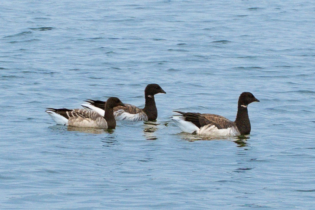 ringgås - ML644662602