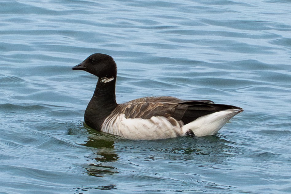 ringgås - ML644662603