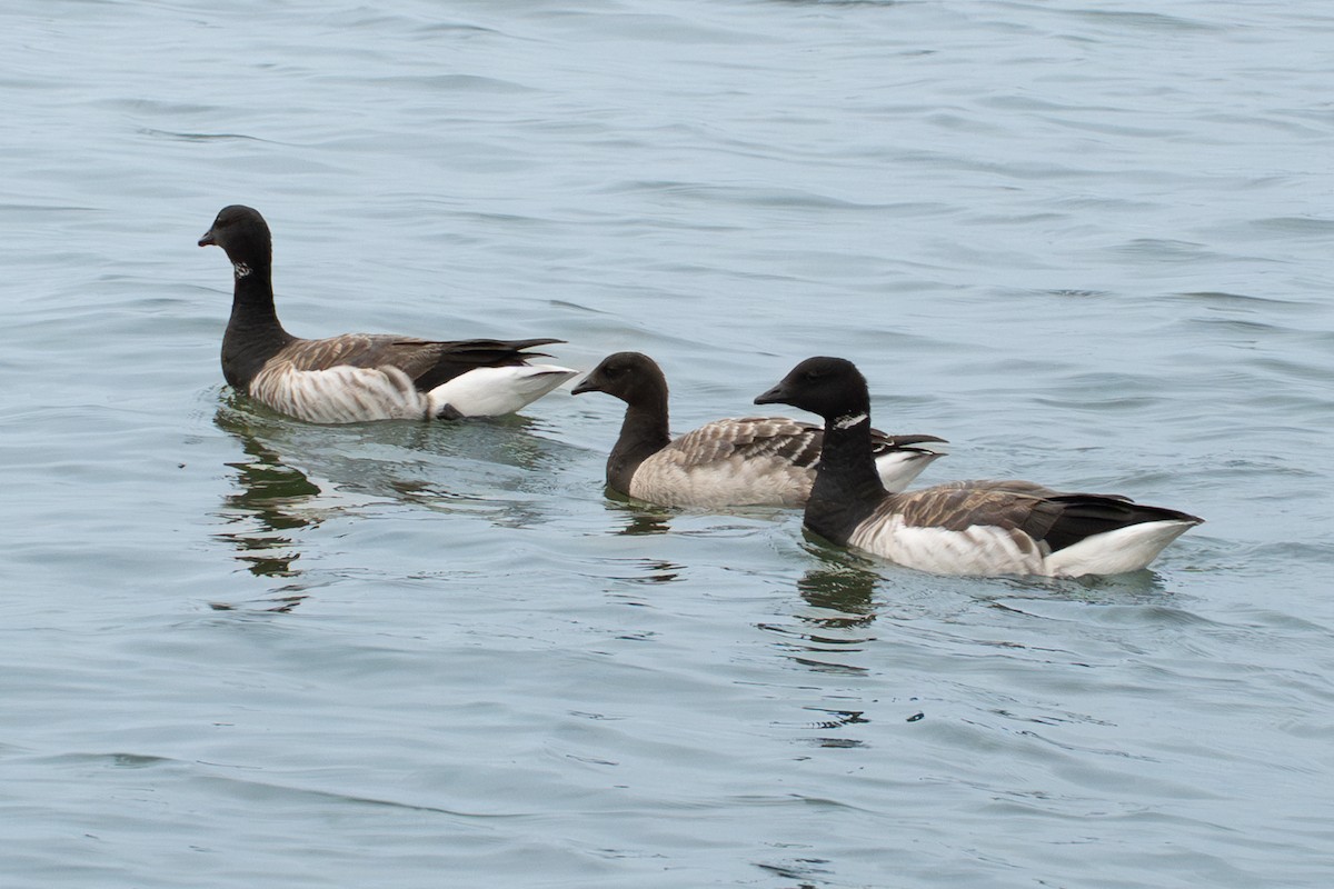 ringgås - ML644662604