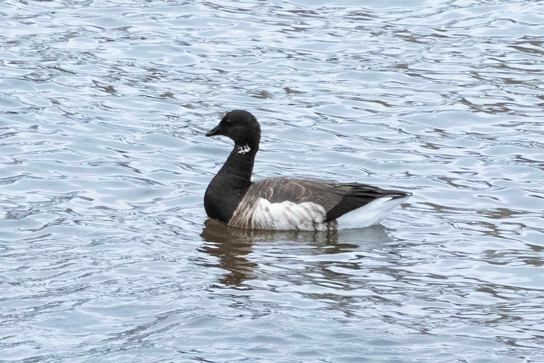 ringgås - ML644662605