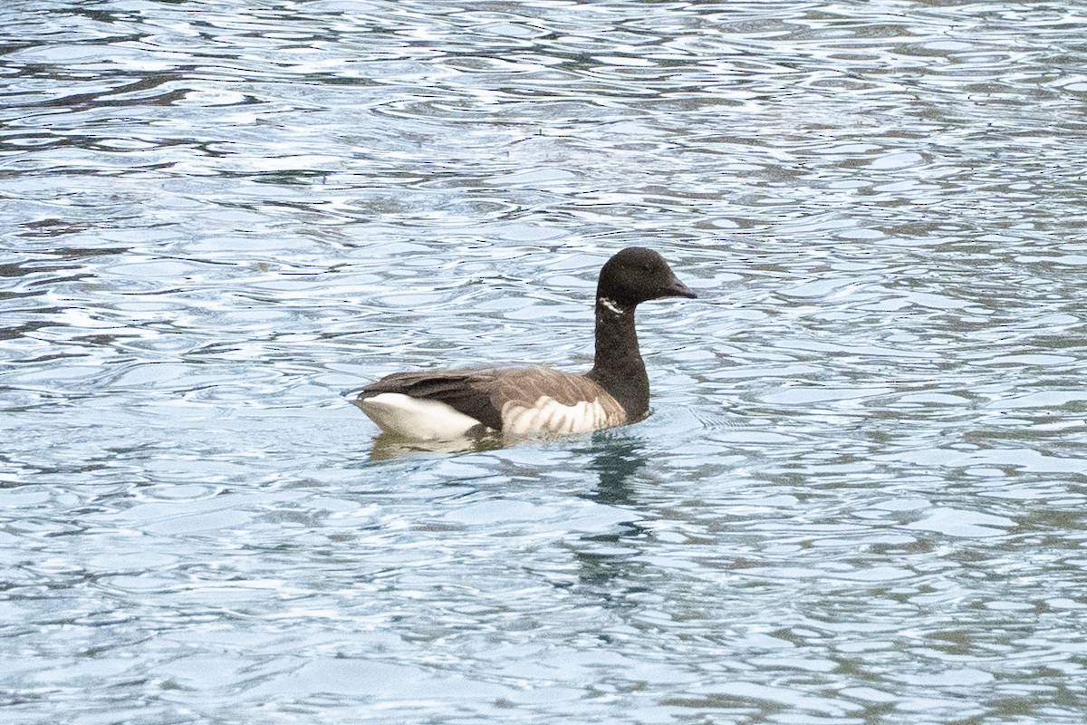 ringgås - ML644662606