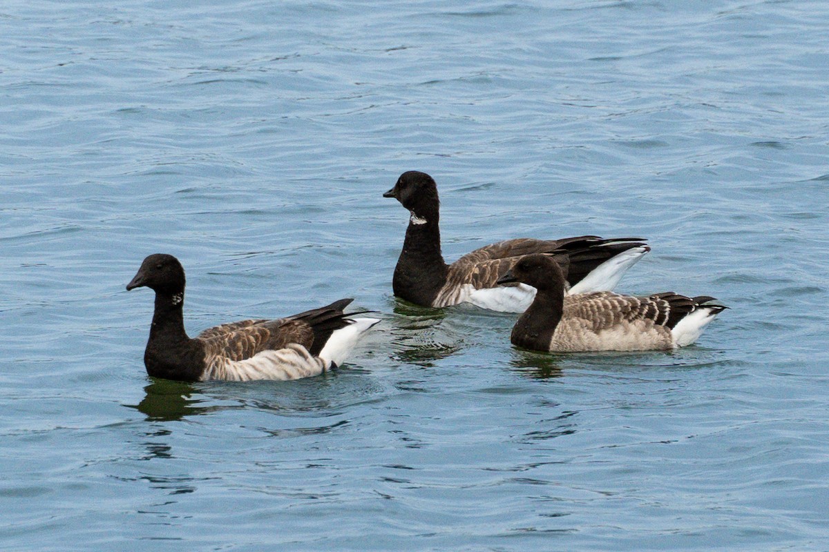 ringgås - ML644662607