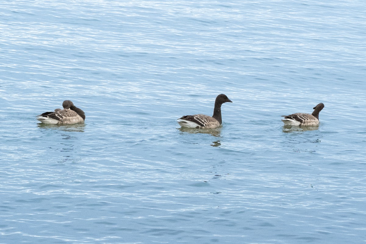 ringgås - ML644662608