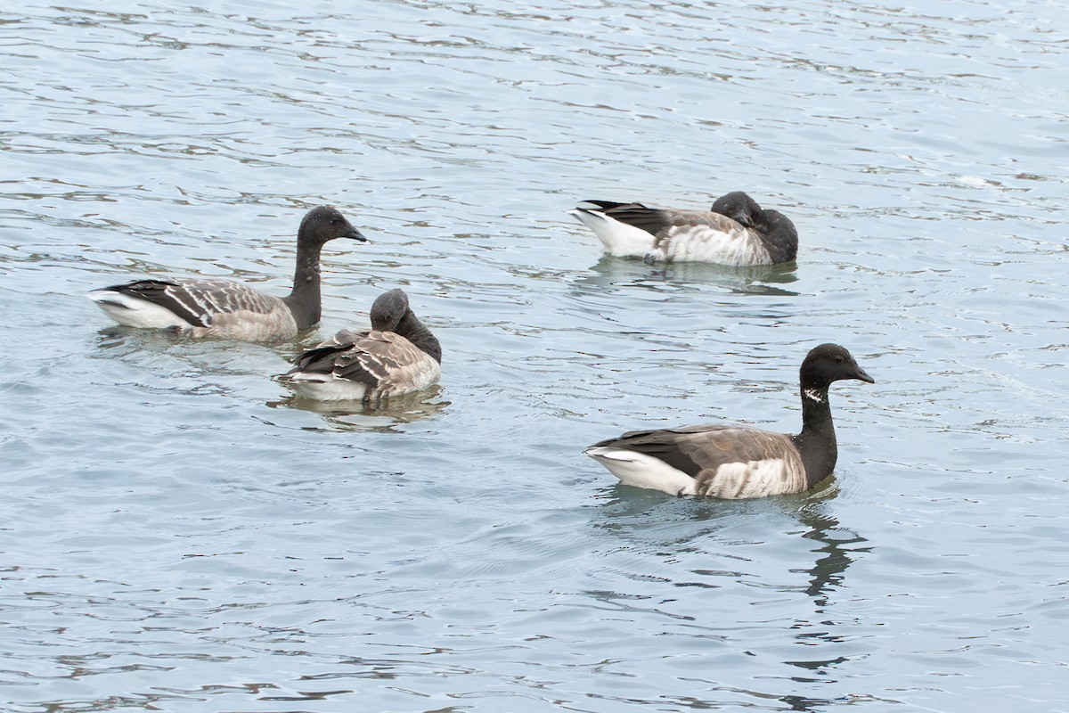 ringgås - ML644662609