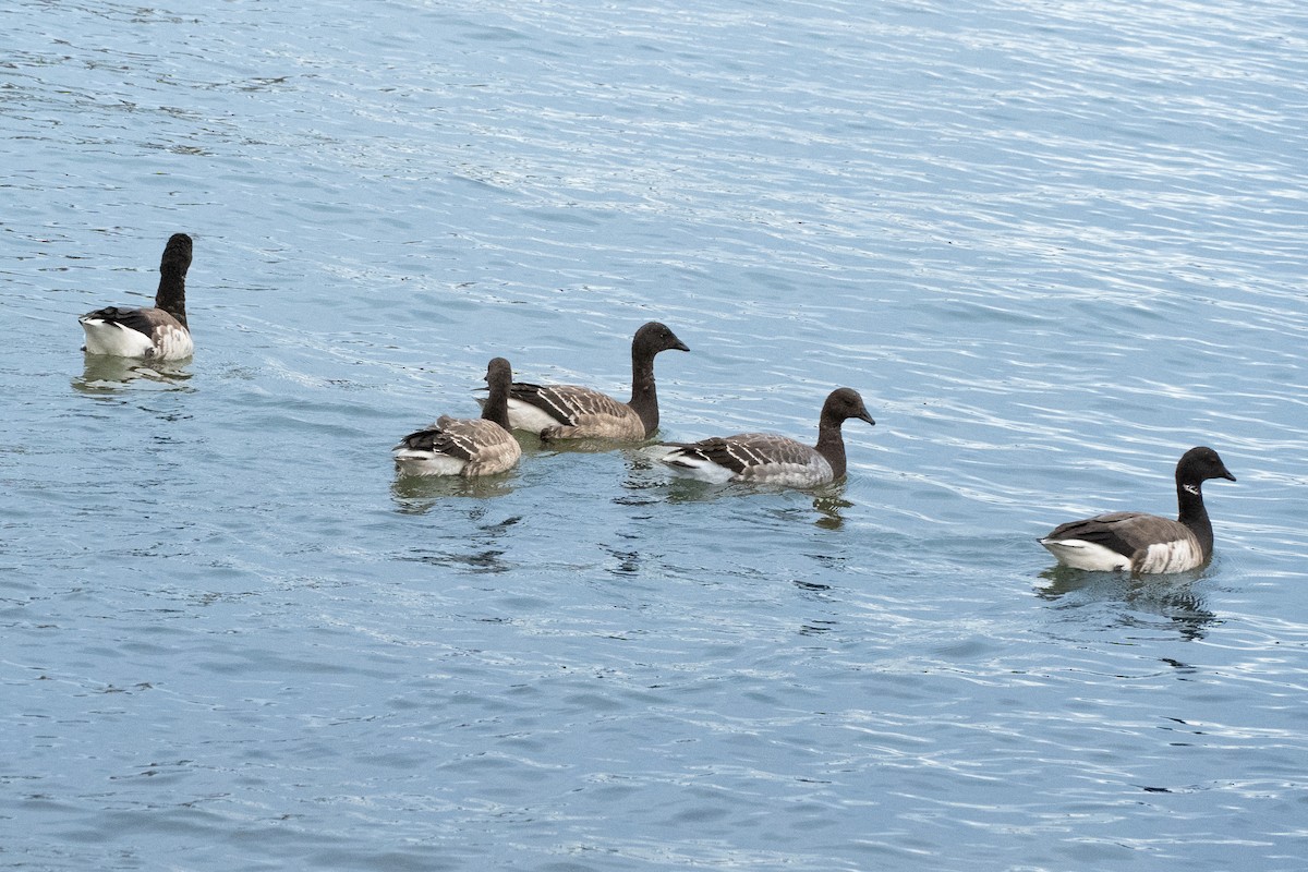 ringgås - ML644662610