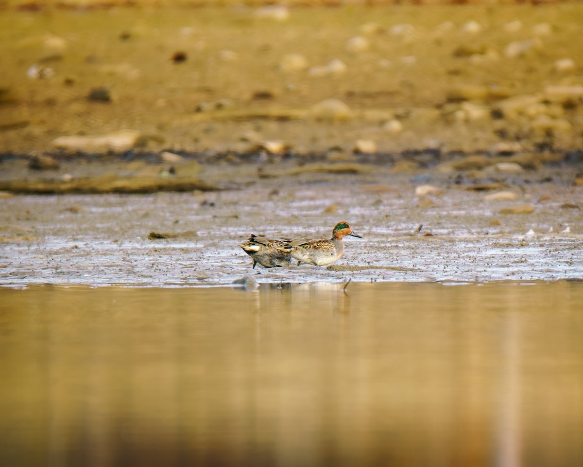 krikkand - ML644662611